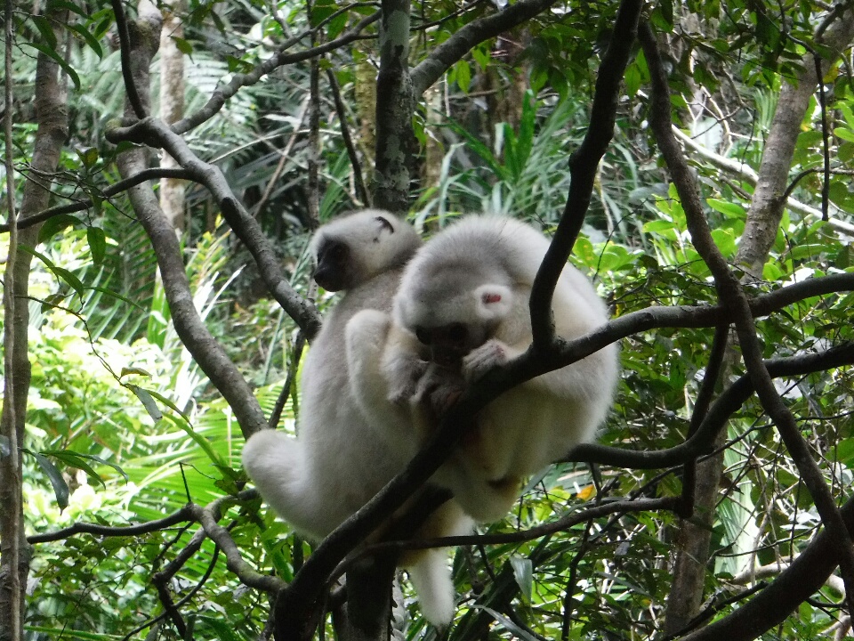 Lemurien Blanc